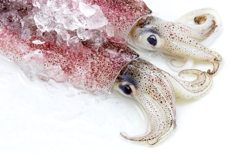 一条完整的去内脏新鲜鱿鱼平铺在白色砧板上,身体呈半透明乳白色,触腕完整,表面有轻微光泽,背景为浅蓝色厨房台面,突出食材的新鲜度与洁净感 新鲜鱿鱼实物图