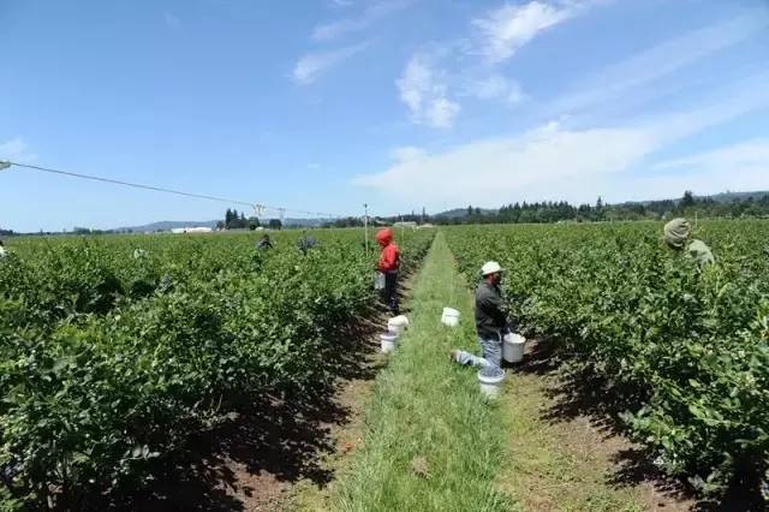 蓝莓果园实景