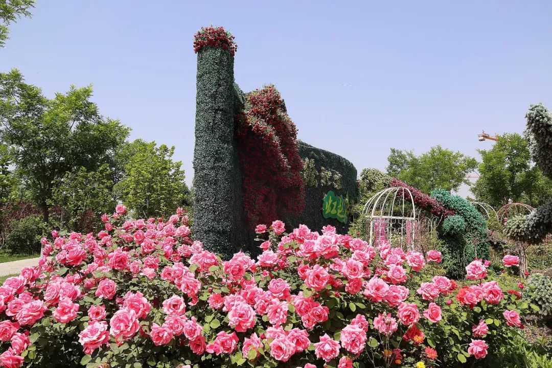 四季玫瑰与其他花卉混搭种植效果图