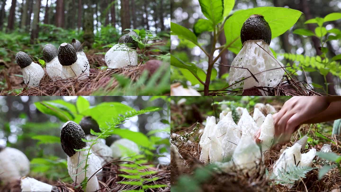 新鲜野生平菇采摘现场