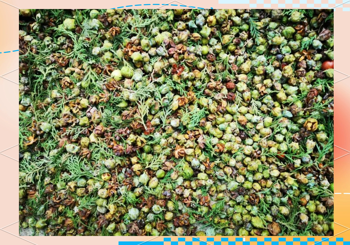 近距离拍摄的黄山松根部结构,展示其根系深入岩石裂缝中的细节,根部呈褐色,表面粗糙,周围为裸露的花岗岩断面,土壤极少,突出其在极端环境中顽强生存的能力 黄山松根系特写图