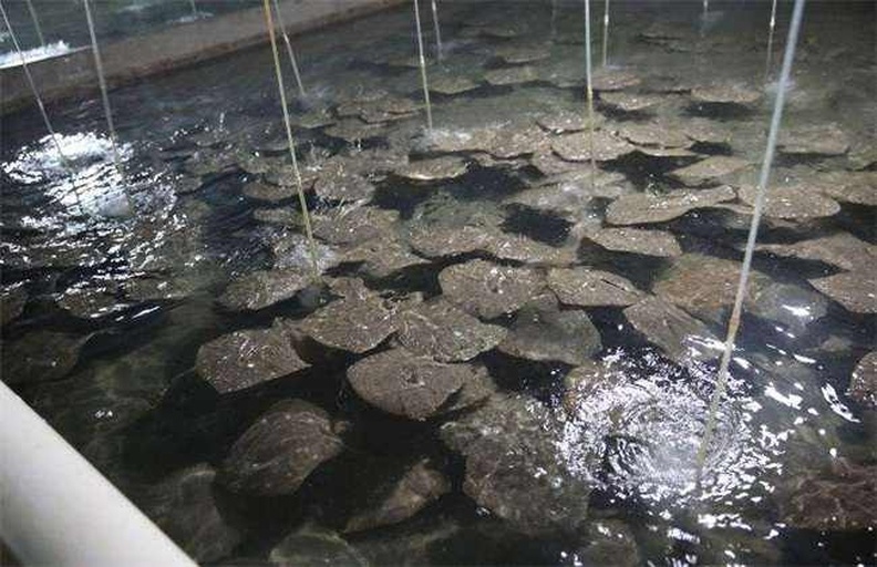 一条清澈的山间溪流,水流潺潺,石缝间可见数只深褐色的东北蝲蛄正在爬行;岸边植被茂密,阳光透过树林洒落水面,体现其典型的高溶氧、低温、洁净的栖息环境 野生东北蝲蛄栖息地实景图