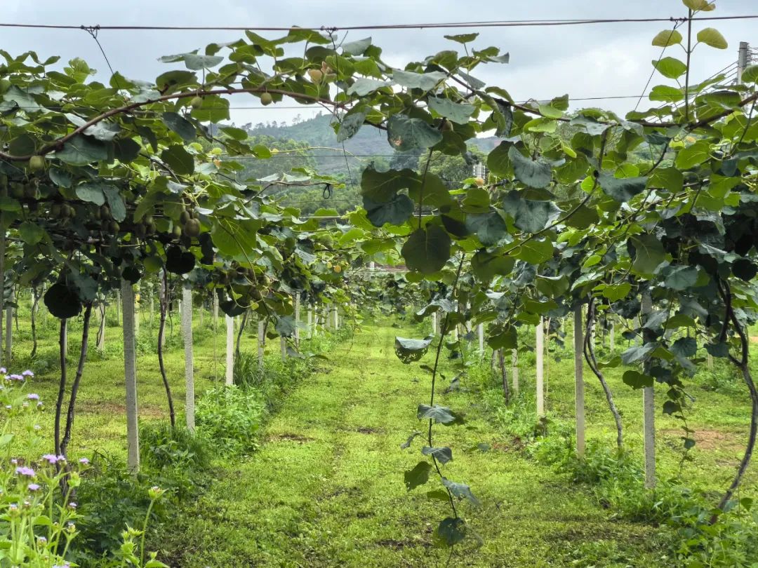 一片广阔的猕猴桃种植园从空中俯瞰,整齐排列的藤架覆盖山坡,绿意盎然,远处有农人正在劳作,阳光洒在叶片上形成斑驳光影,展现现代农业规模化种植场景 猕猴桃果园航拍图