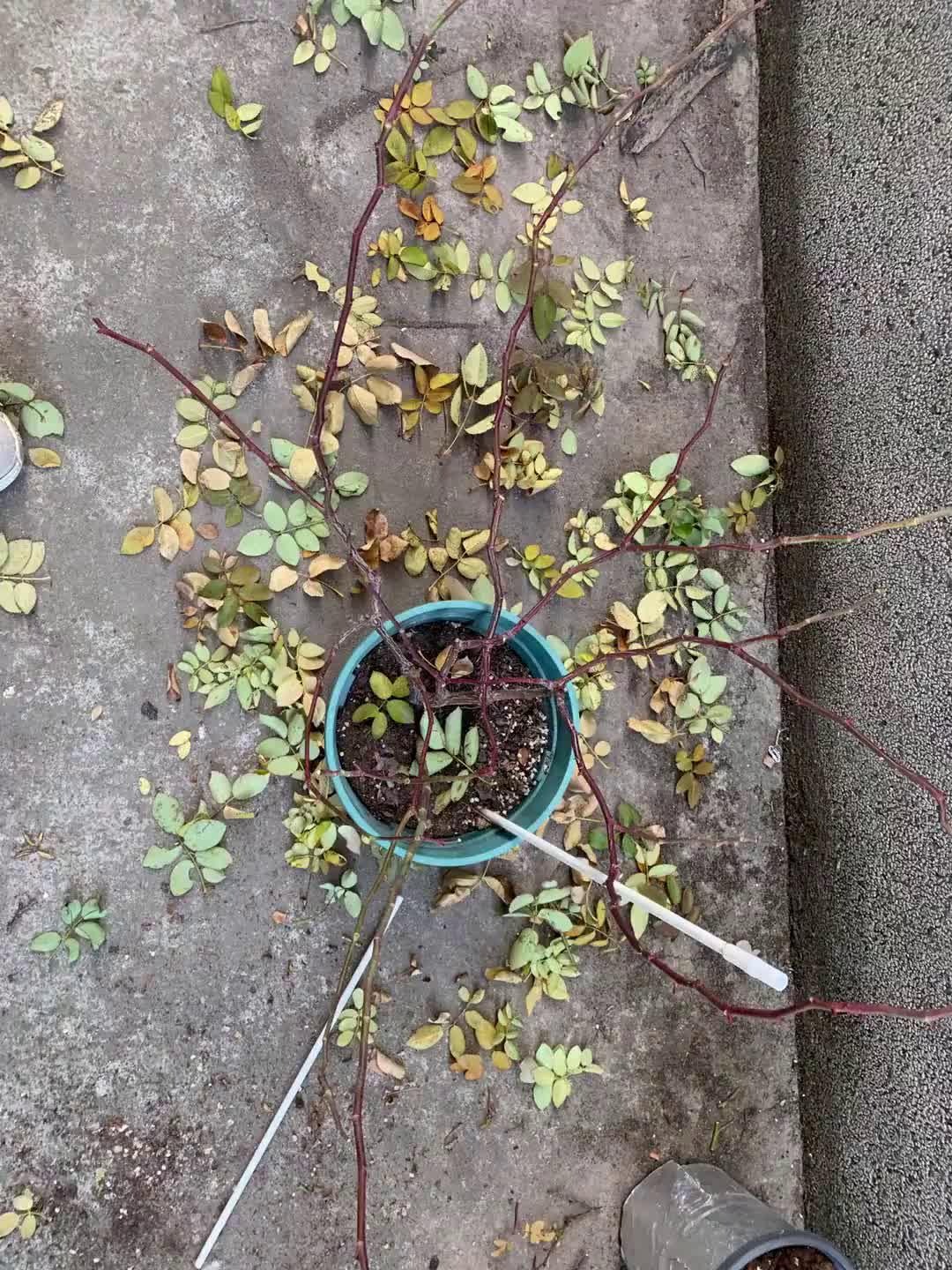 一名园艺技术人员正在对一株地栽红梅进行花后修剪,手持修枝剪靠近枝条基部,剪除残花枝与交叉枝。背景为早春园林环境,地面散落少量花瓣,树冠呈半开放状态,阳光柔和 红梅花后修剪实景图