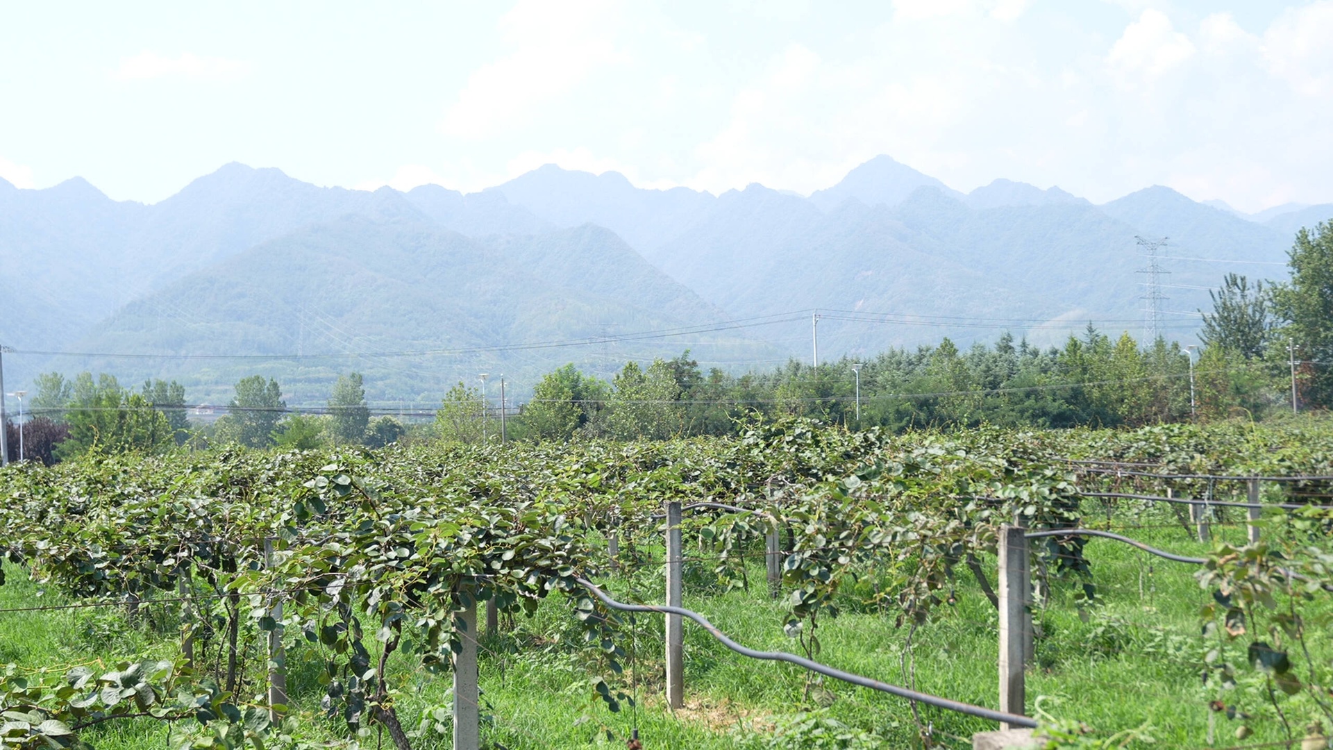 从高空俯瞰陕西秦岭北麓连片的猕猴桃种植园,整齐的果树排列在缓坡之上,绿色藤蔓覆盖田地,远处群山环绕,云雾缭绕,溪流穿行其间,展现原生态的农业种植环境 陕西秦岭北麓猕猴桃果园航拍全景