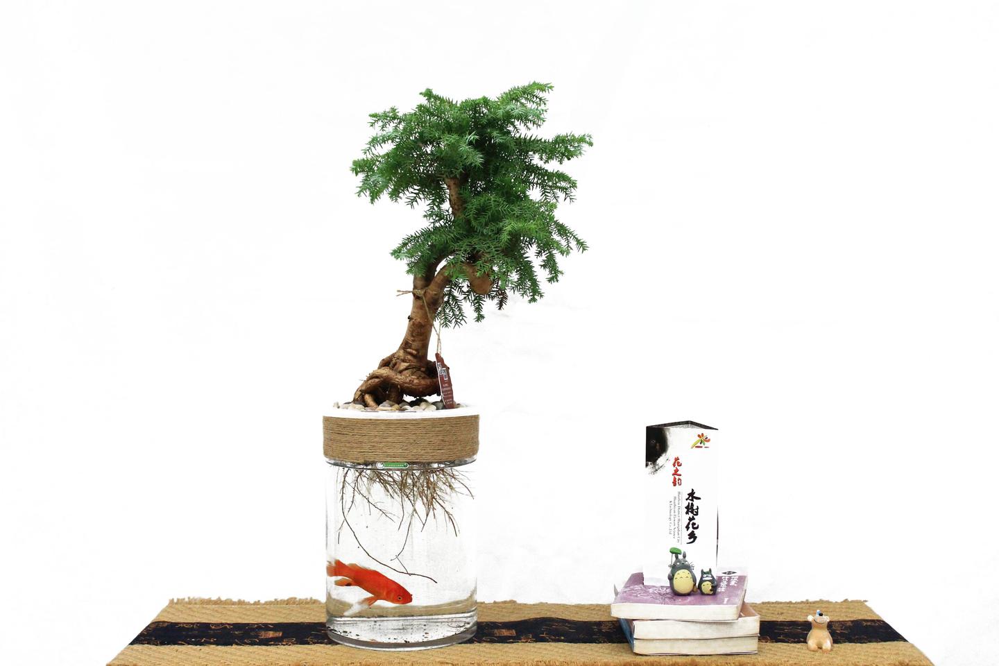 一个透明玻璃瓶中插着一根红梅枝条,底部已长出白色须根,水面清晰可见,瓶身贴有标签显示日期和营养液类型,背景为室内书桌环境,体现家庭水培场景 红梅水培过程示意图