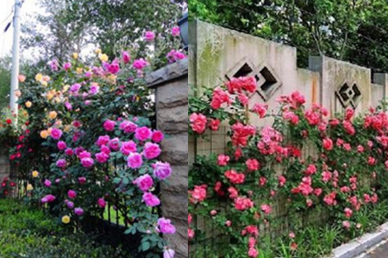 四季玫瑰与其他花卉搭配的园艺设计