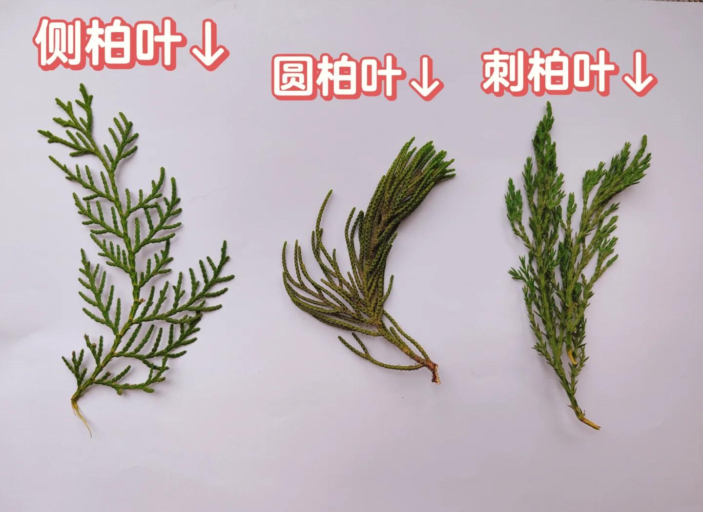 展示侧柏、圆柏、刺柏三种柏类植物的叶片和树形对比 侧柏与其他柏类对比图