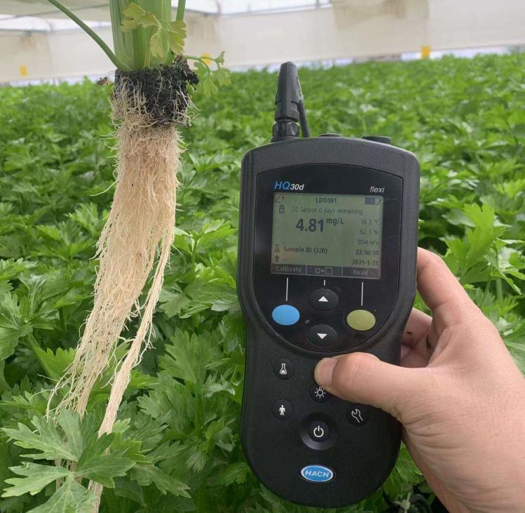 实验室场景中,科研人员正在使用试管和比色皿检测蔬菜提取液中的莴苣苷含量,旁边摆放着标注‘Lactucin’和‘Lactucopicrin’的试剂瓶,体现科学分析过程 图片描述