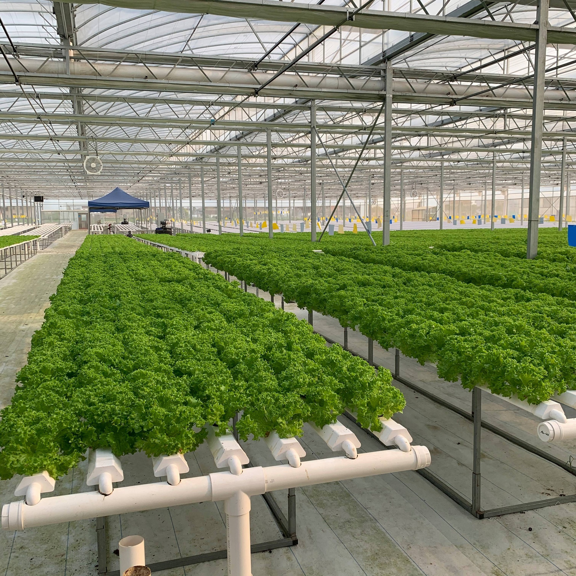 一个放置在厨房台面上的小型桌面式生菜树种植机,白色塑料材质,呈螺旋状上升结构,每个节点种有一株小型散叶生菜,LED灯带环绕提供光照,整体设计现代简洁 家庭式小型生菜树装置