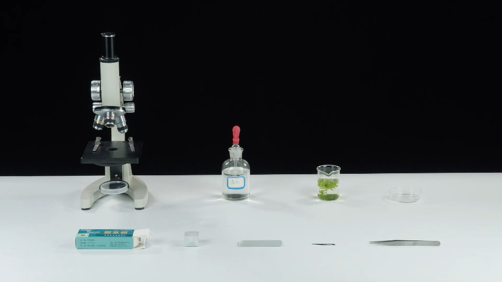 实验室显微镜下观察金平菇孢子结构