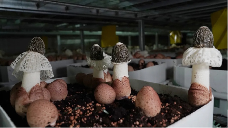 竹荪林下栽培实景图