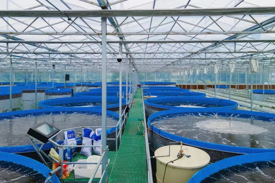 现代工厂化大菱鲆养殖场内部实景