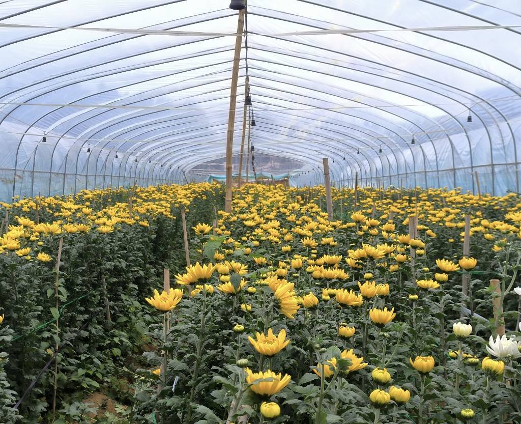 人工栽培雏菊基地