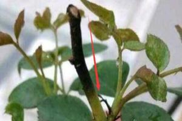 松红梅健康叶片与病害叶片对比图