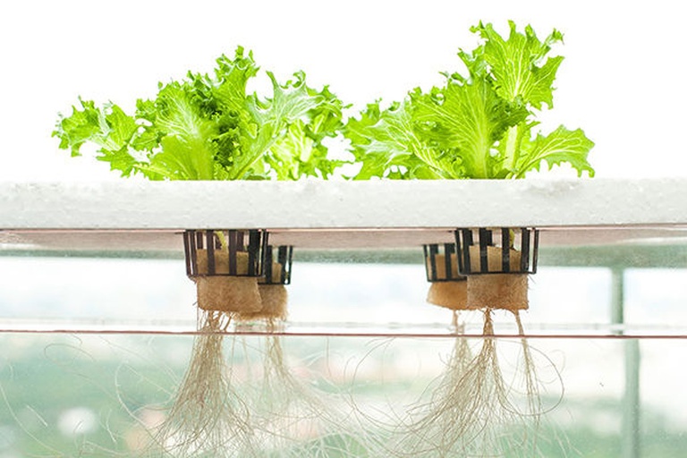 生活化轻种植场景摄影:陶土花盆+疏松椰糠基质,每盆直径18cm;生菜品种为‘红帆散叶’,叶缘微紫、叶面蜡质层明显;自然侧光呈现叶片通透质感,桌面有手写生长记录便签 家庭阳台生菜种植实景:三个不同阶段的花盆并列摆放——左盆为刚覆土的播种区(标签写‘D0’),中盆为两片真叶期幼苗(‘D12’),右盆为已可采摘的茂盛散叶生菜(‘D32’),背景可见窗台阳光与小型喷壶