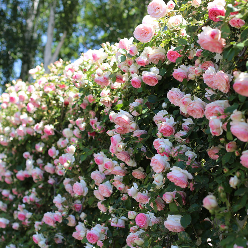 盛开的自由精神月季花墙