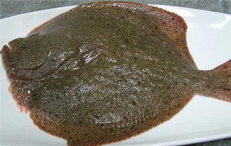 鳎目鱼（褐牙鲆）鲜活体态特写：身体扁平呈卵圆形，左侧着生两眼，体表覆盖细小栉鳞，背部灰褐色带不规则深色斑块，腹面银白光滑，尾柄短而有力