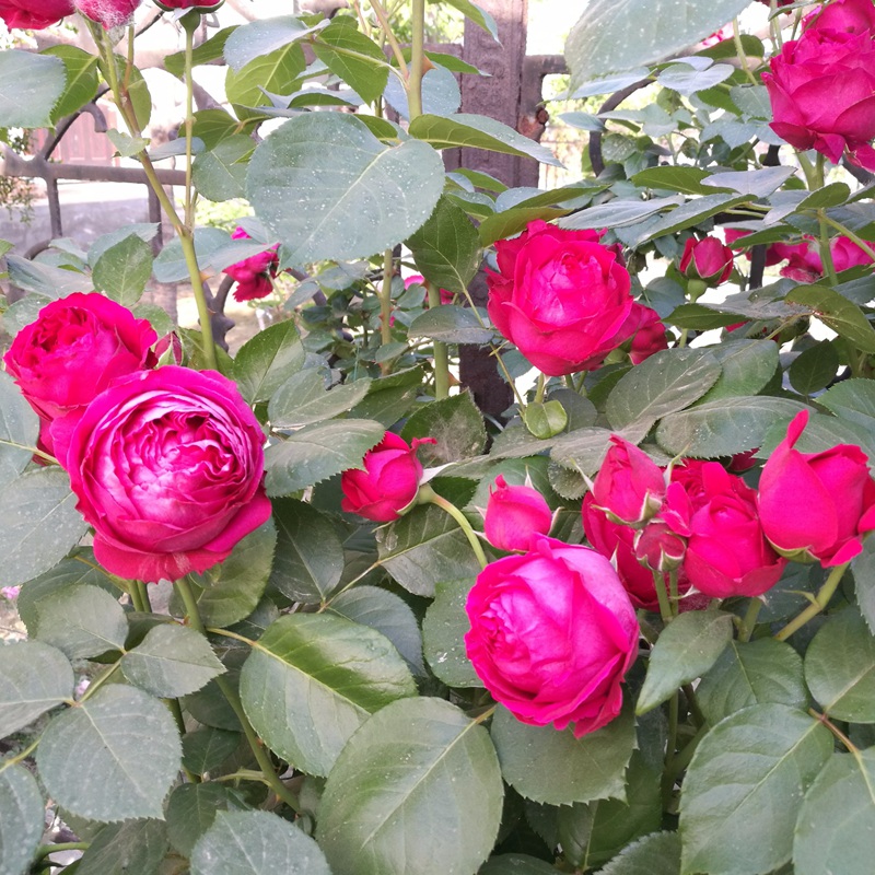 红百合与绿叶相映成趣