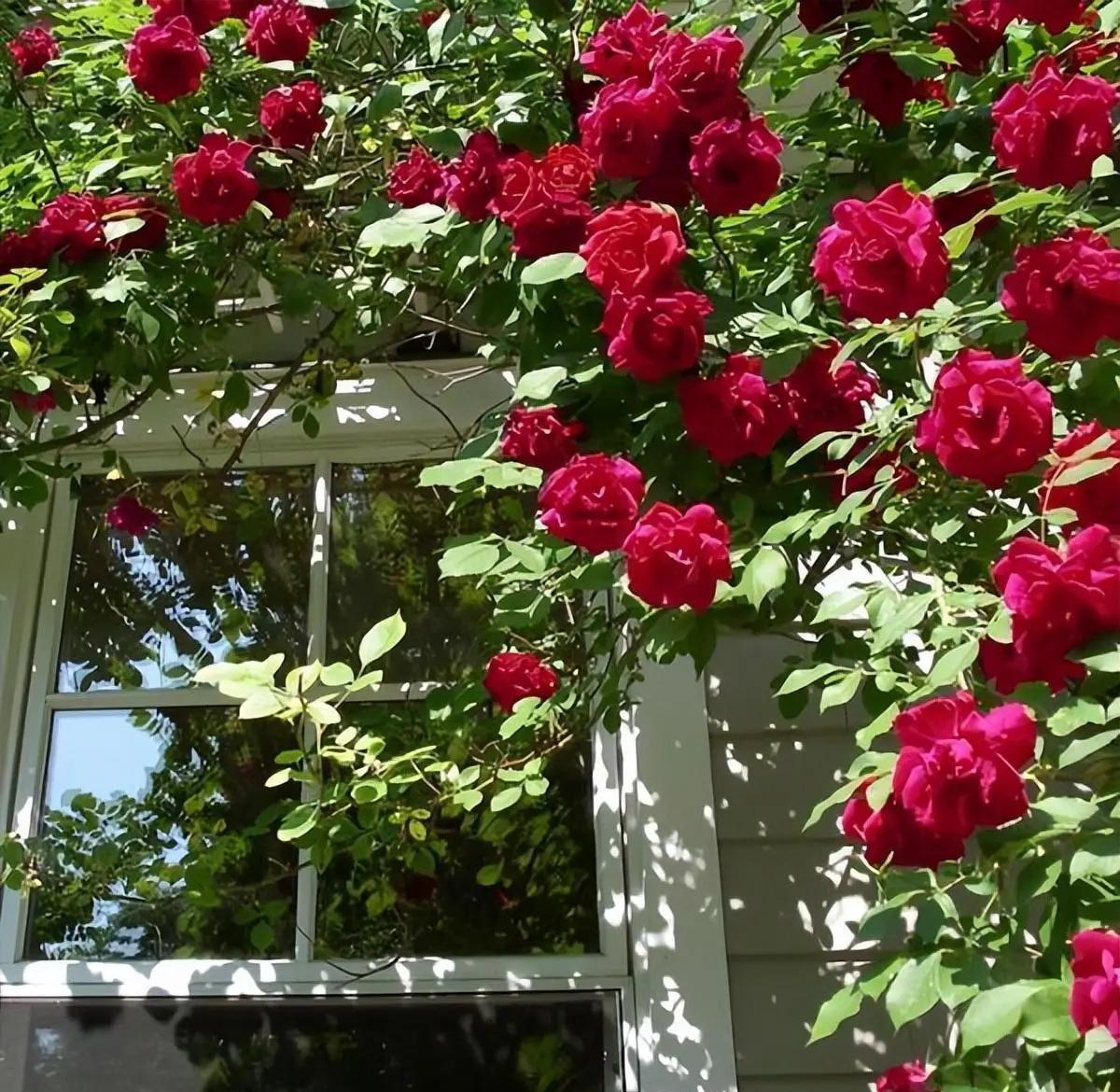 四季玫瑰盛开在阳光下的庭院一角