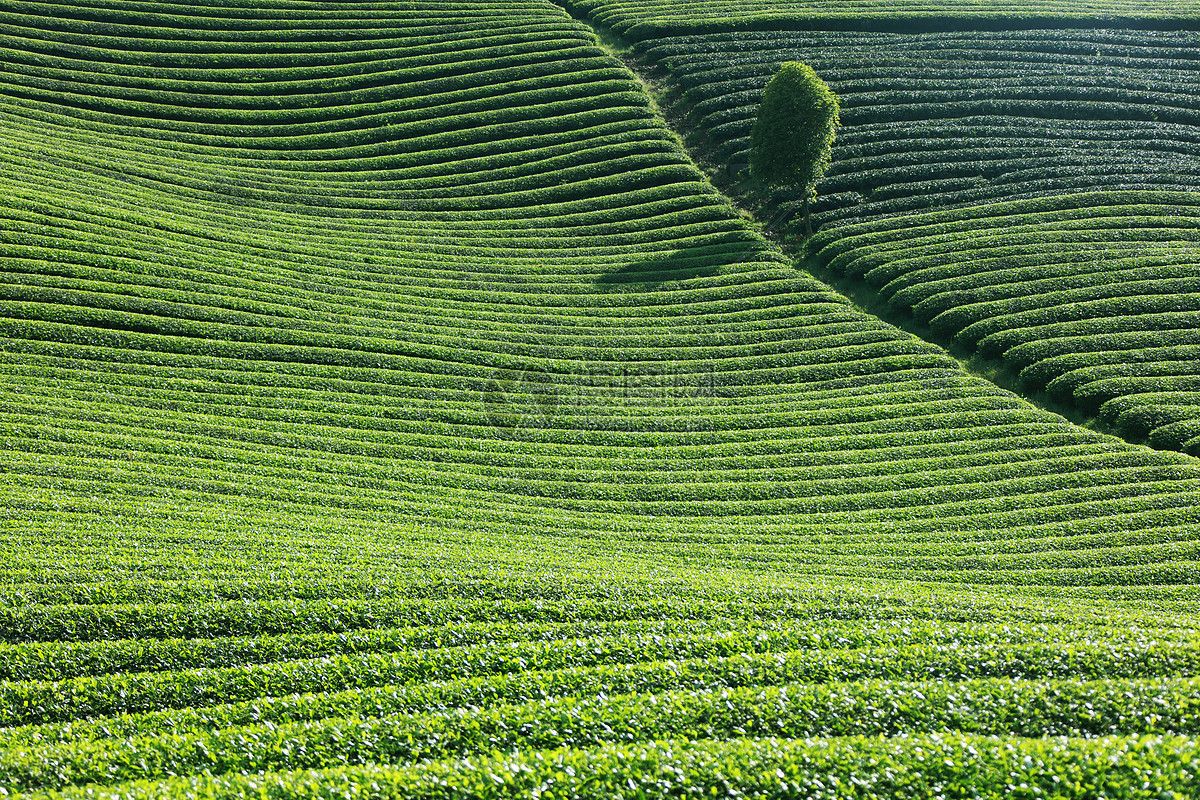 清晨阳光洒在杭州西湖区的山坡茶园上,绿色梯田层层叠叠,几名身着传统服饰的茶农正在弯腰采摘嫩叶,篮中盛满新鲜茶叶,远处薄雾缭绕,展现出生态茶园的自然之美 茶园风光与采茶场景