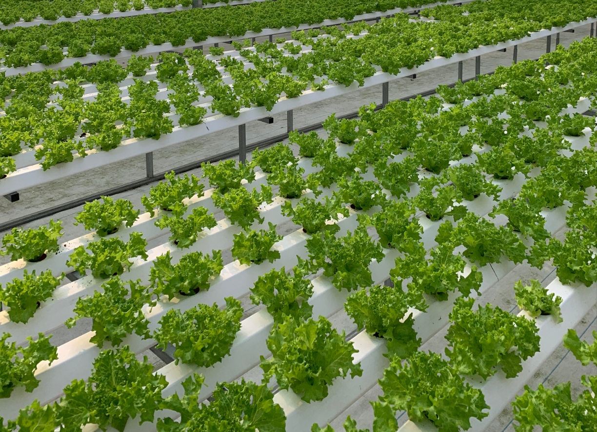 一个城市家庭的阳台场景,塑料种植箱内栽种着三行翠绿色生菜,土壤表面覆盖稻壳保湿,旁边放置小型喷壶和记录本,阳光从右侧斜射进来,生菜叶片带有露珠,整体环境整洁有序 家庭阳台生菜种植实景图