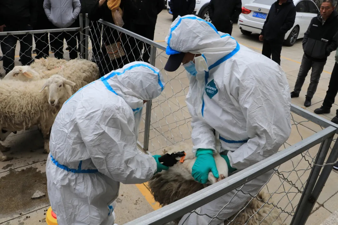 一名身穿白大褂的兽医蹲在地上,手持电子体温计为一只约4个月大的浅褐色羊驼幼崽测量直肠温度。旁边放置听诊器、记录本和消毒工具包,背景为干净的隔离观察栏 兽医正在为一只羊驼幼崽进行体温测量和健康检查