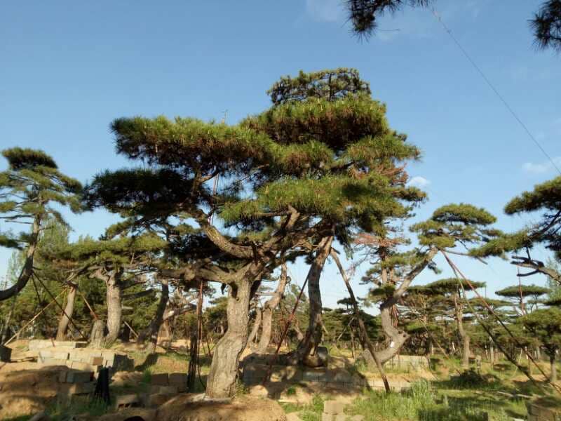 黄山松生长于悬崖边的实景照片