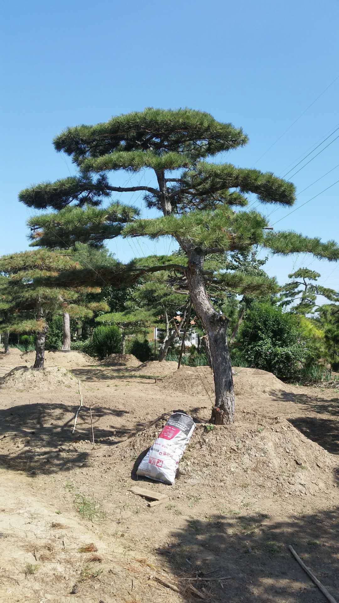 松红梅在阳光充足的庭院中盛开