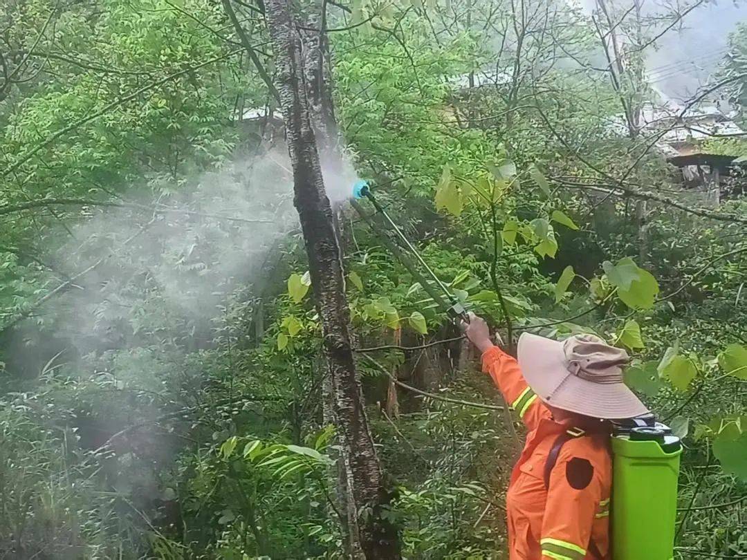 一名林业技术人员正在使用背负式高压喷雾器对一排油松进行叶面喷药作业,药液呈细雾状覆盖整个树冠,针叶表面明显湿润。周围地面铺设防护布,防止药液流入土壤。操作人员穿戴全套防护装备:口罩、护目镜、橡胶手套和防护服 油松叶枯病化学防治现场