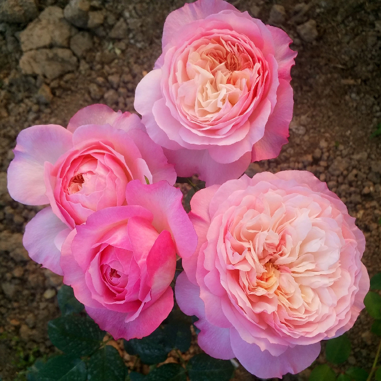 四瓣玫瑰特写展示其四片对称花瓣,颜色为淡粉色,背景为阳光下的种植园 四瓣玫瑰特写