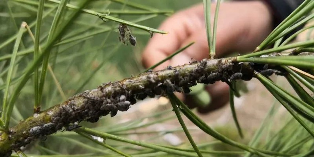 侧柏大蚜形态特征图