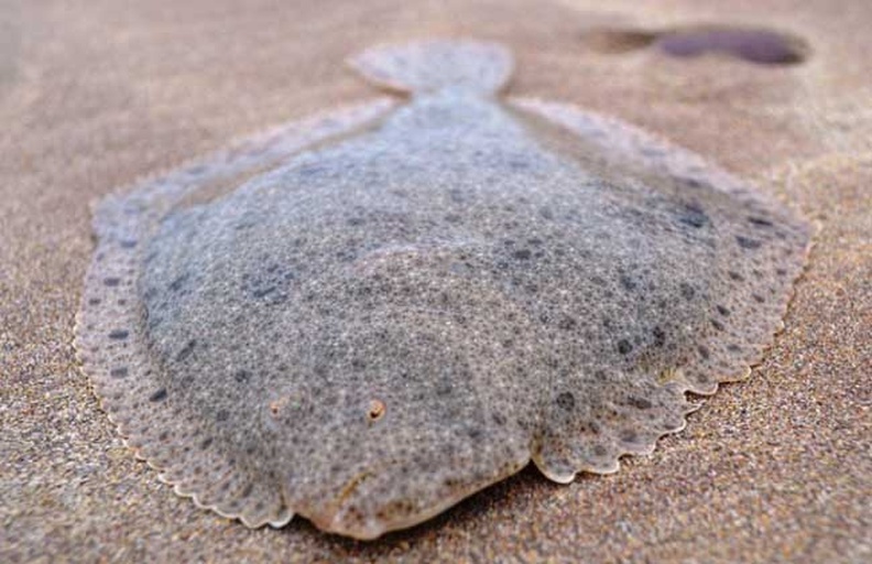 深海比目鱼栖息场景复原图