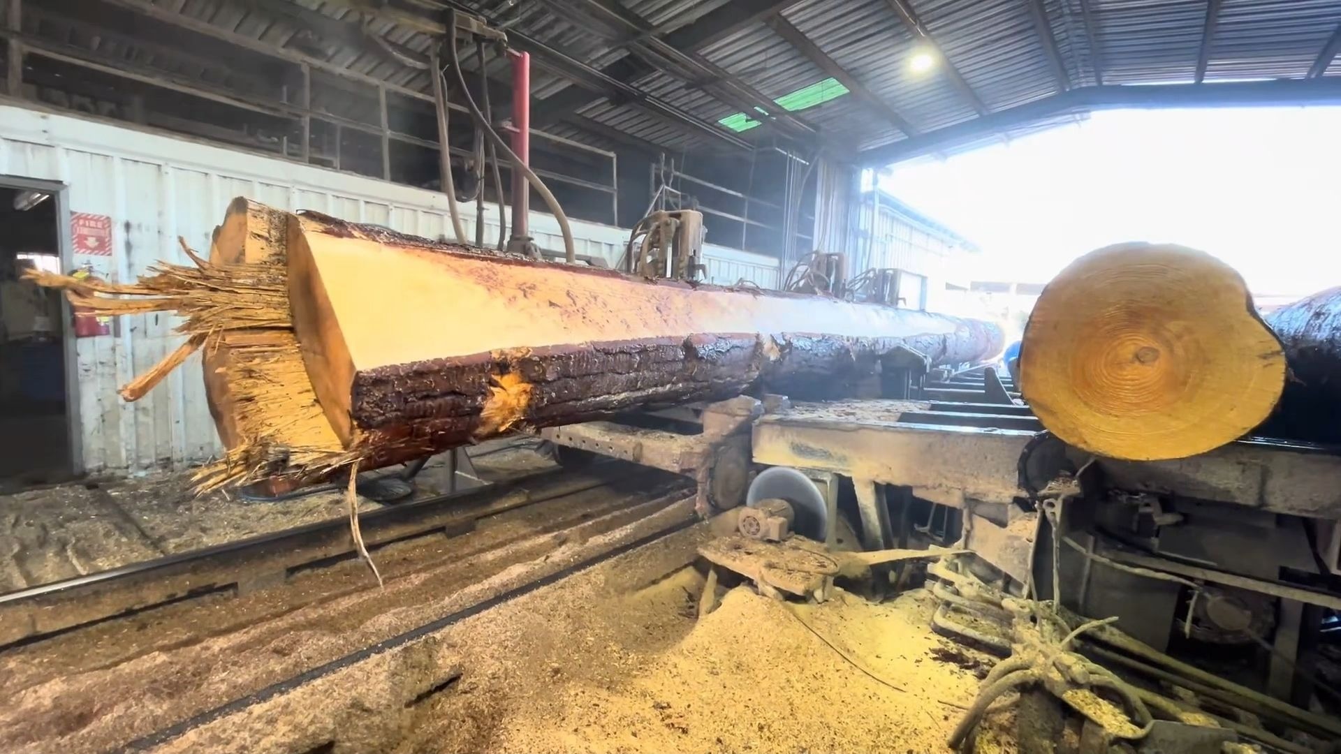 一根完整的金花梨原木横截面与数块已锯切的板材并列摆放,原木中心呈深褐色,向外渐变为金黄色,板材表面可见交错纹理和轻微节疤,背景为锯木厂环境,地面散落木屑,展现从原木到成品的加工过程 金花梨原木段与锯切板材对比图