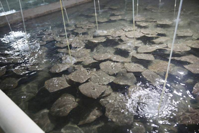 大菱鲆活体正面图