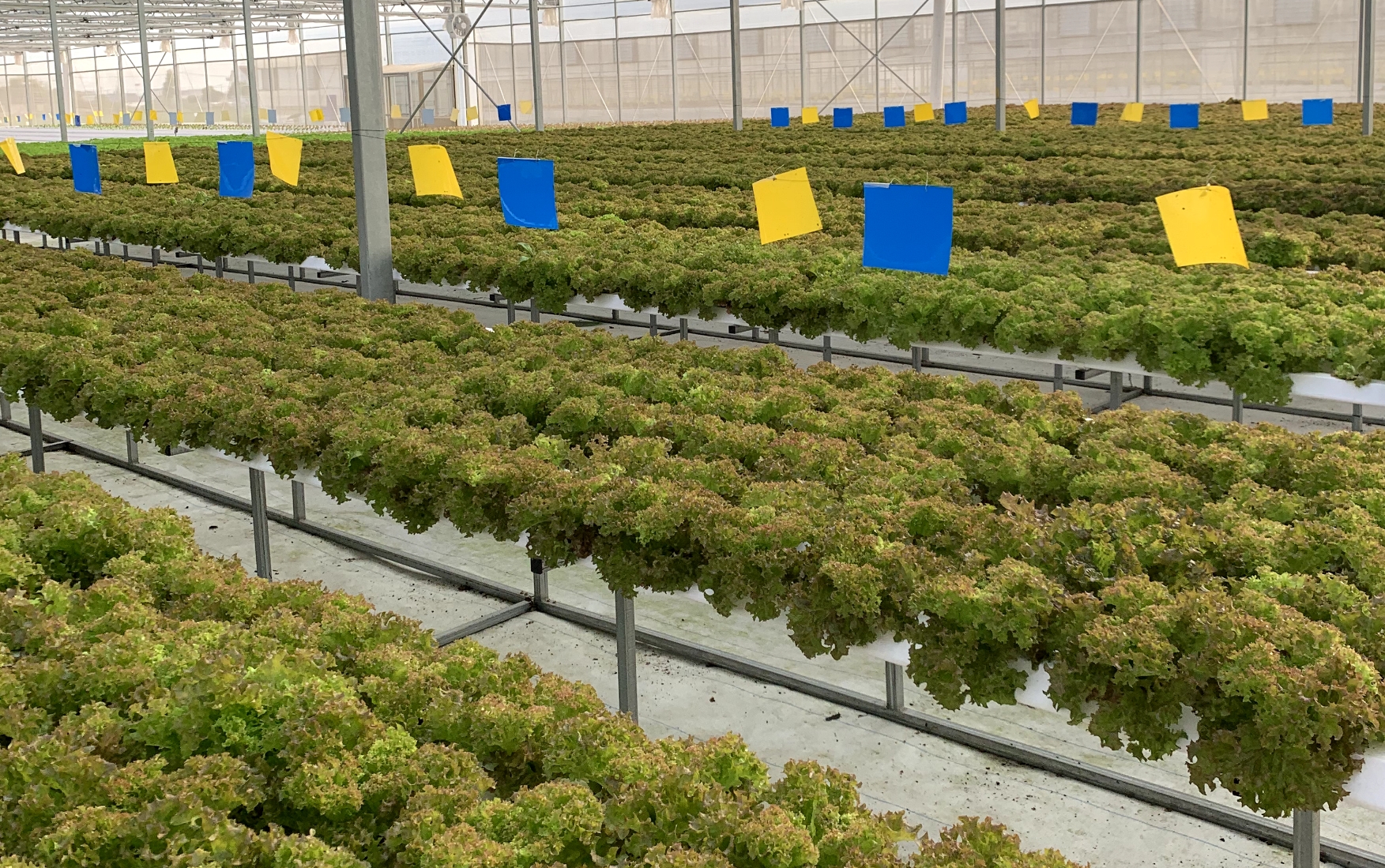 生菜不同季节栽培管理示意图