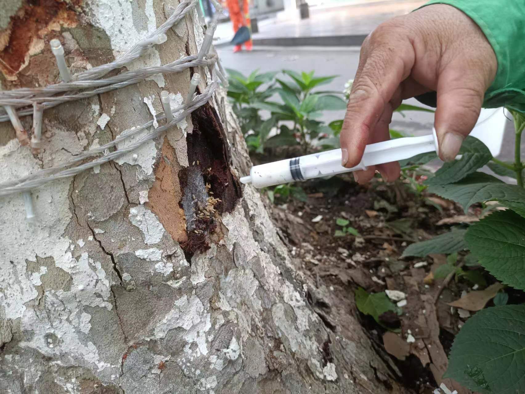 红枫树干注药操作现场图
