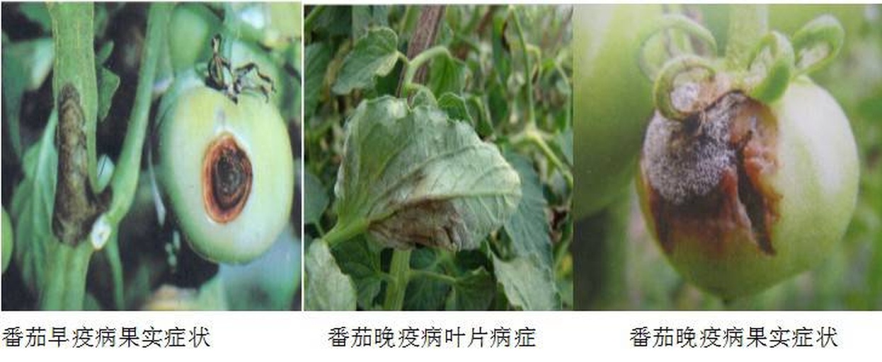 柿子主要病害症状图谱