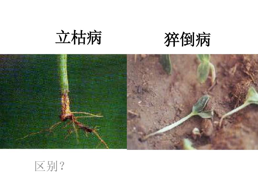 展示健康油松幼苗与受猝倒病侵害幼苗的对比 油松幼苗健康生长对比图