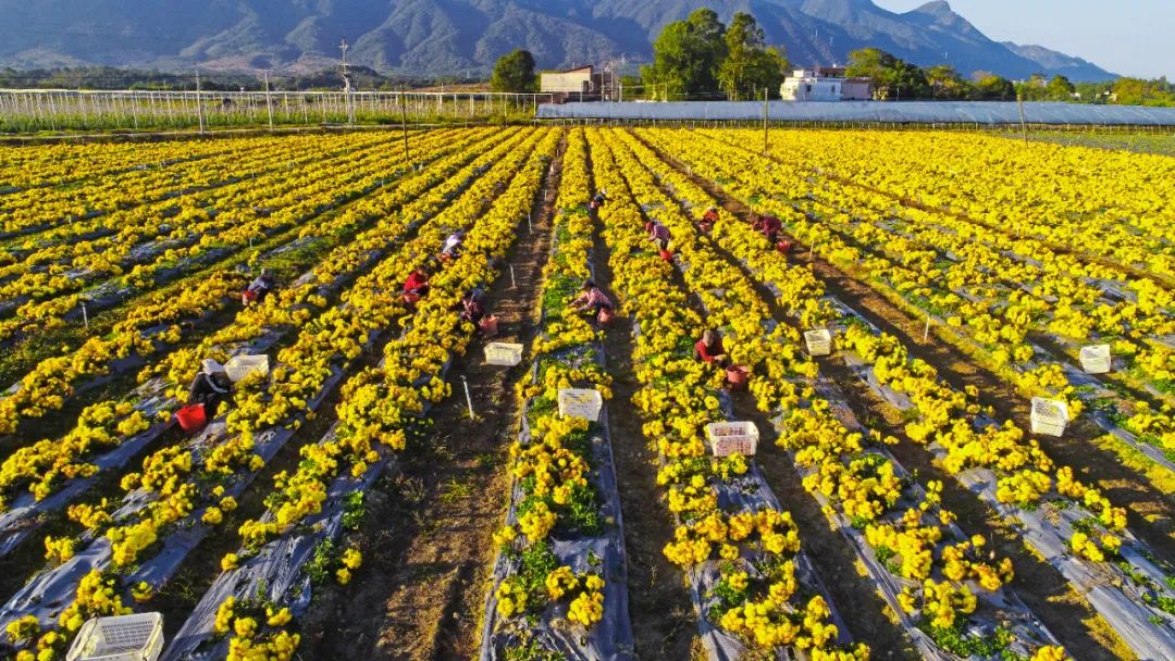 野菊花春季采收图