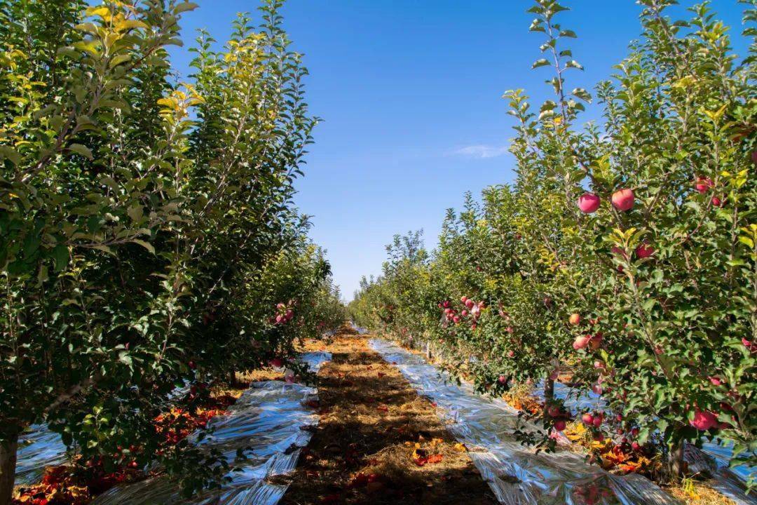 一片郁郁葱葱的苹果园,整齐排列的果树上挂满了红彤彤的美八苹果,阳光洒在果实表面,反射出诱人的光泽,农民正在田间进行采摘作业,背景是青山环绕的丘陵地貌 美八苹果果园全景