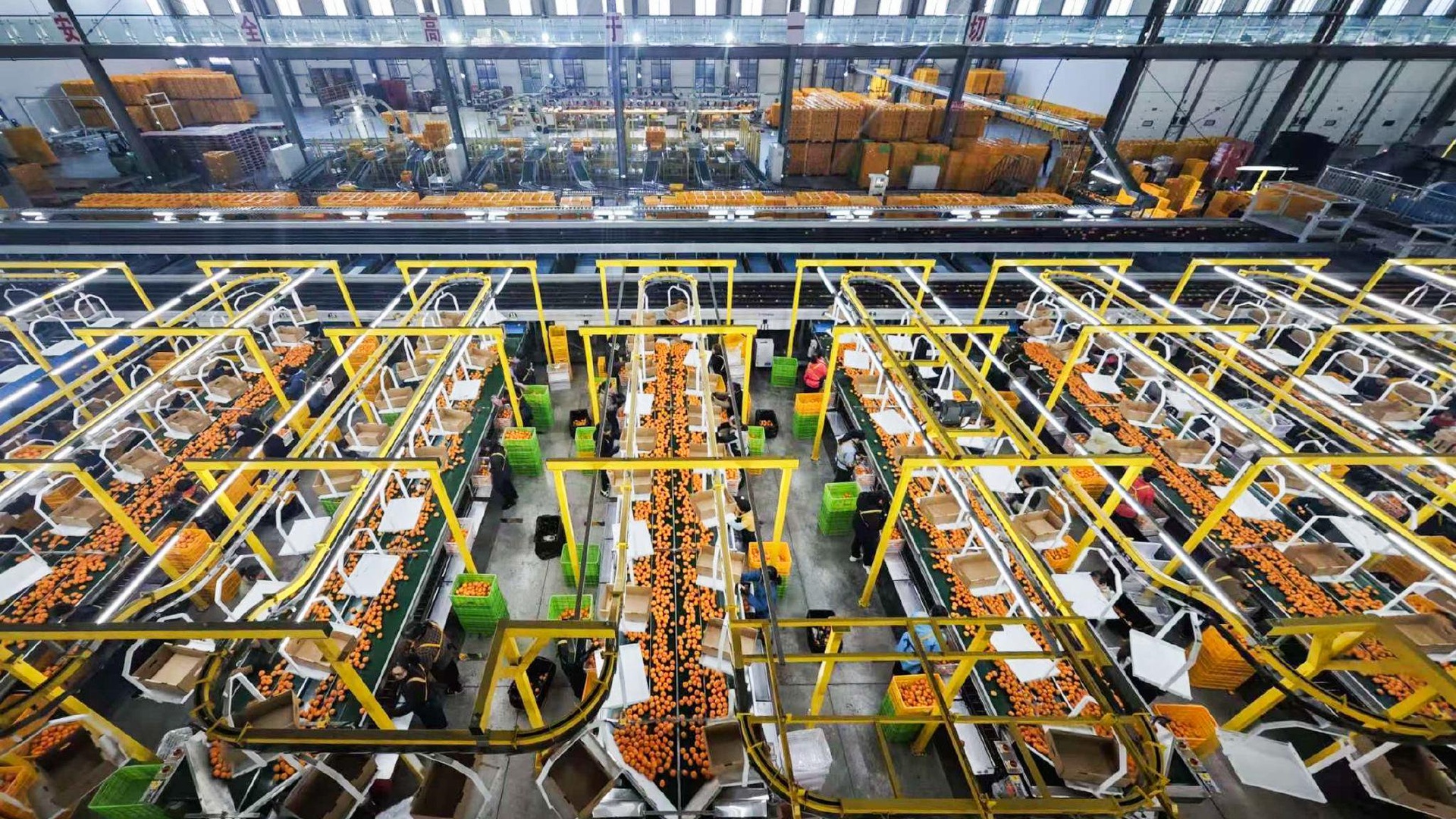 柑桔分选机工作场景