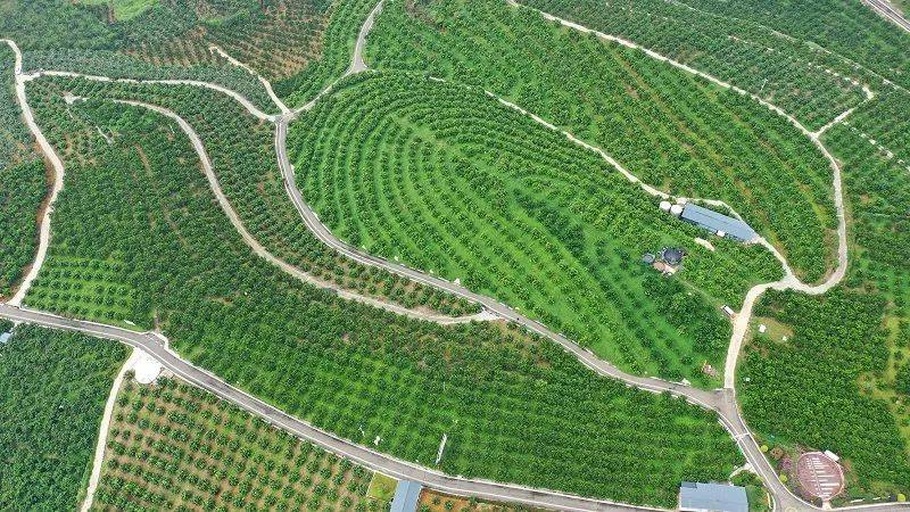 航拍视角下的成都市龙泉驿区大片连绵的枇杷果园,春季果树郁郁葱葱,部分枝头挂满金黄色果实,背景可见低山丘陵地貌与远处城市轮廓,体现农业与生态融合的田园景观 龙泉驿区枇杷果园航拍图