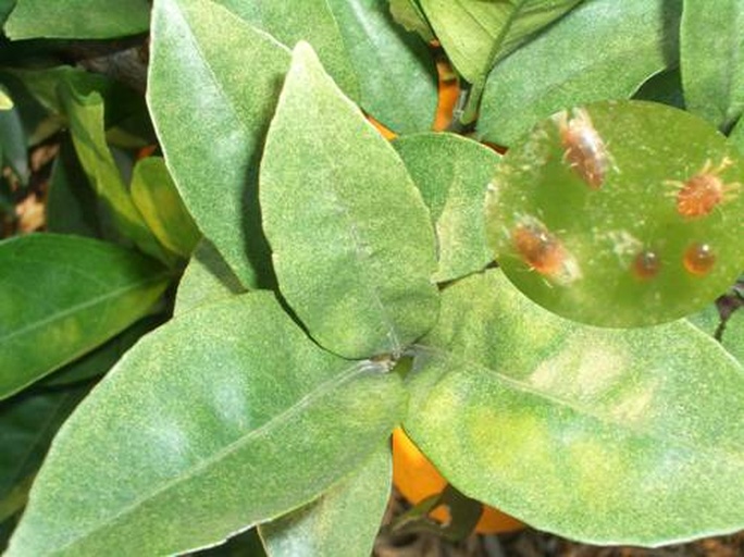 蜜橘叶片与果实病虫害对比图