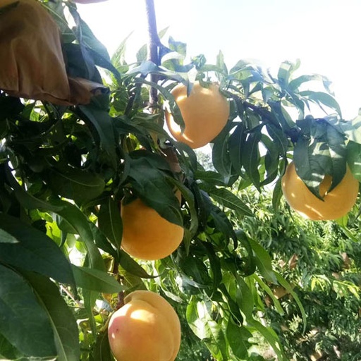 成熟黄桃挂满枝头的田园景象,背景为绿色果园,光线柔和,突出黄桃鲜艳的金黄色泽和饱满形态 金黄色的成熟黄桃挂在枝头,阳光透过树叶洒在果实上,呈现出温暖的光影效果