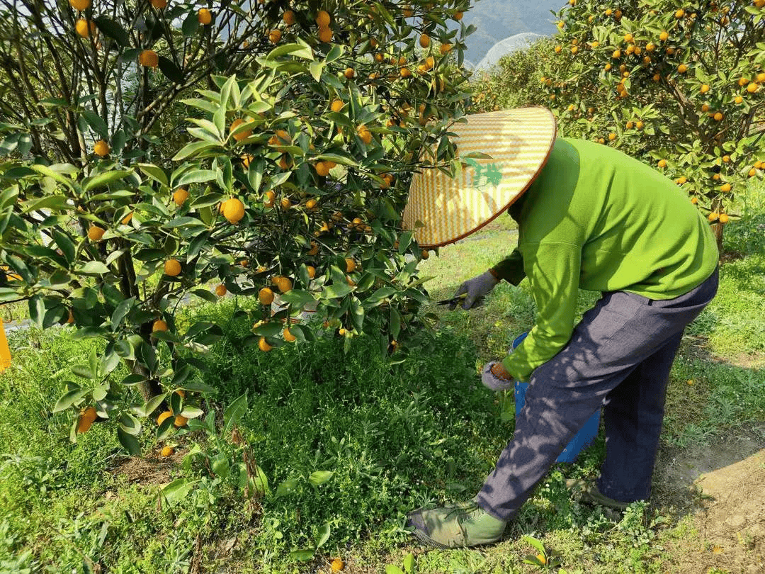 农民在果园中采摘成熟脐橙的场景