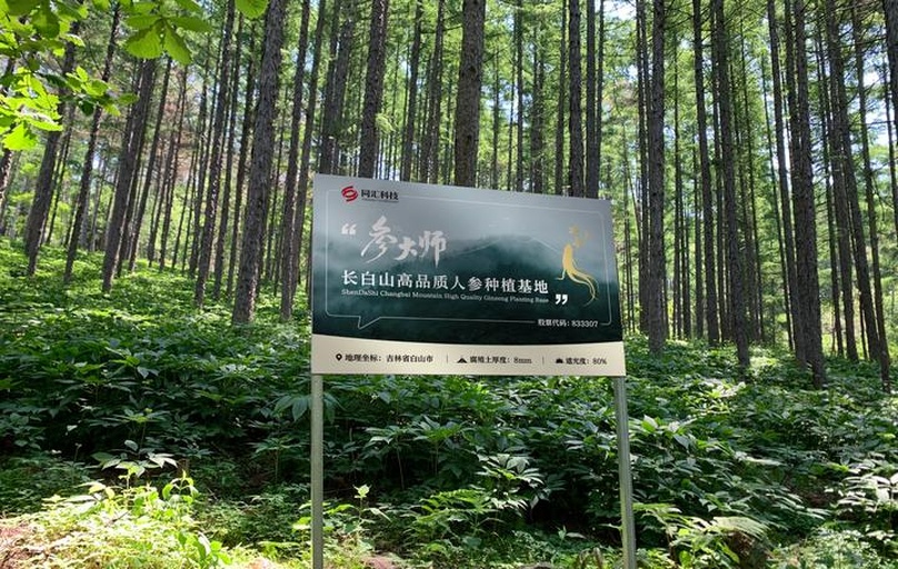 长白山人参国家地理标志专用标志高清特写,含防伪二维码、标准字体、环形文字及检测报告编号位置标注 长白山人参地理标志认证标签示意图:红色圆形徽章,中心为白色篆书“长白山”,外环环绕“国家地理标志保护产品”中英文字样,徽章旁附带二维码及检测报告编号示例