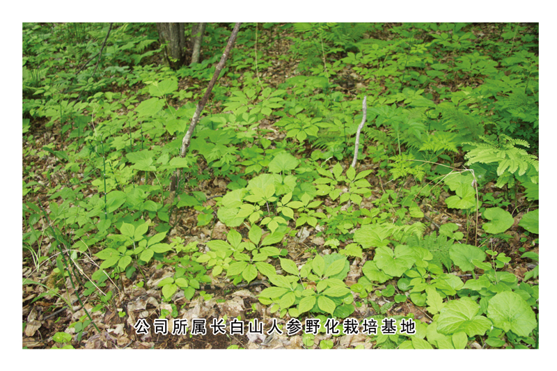 长白山人参种植基地航拍图