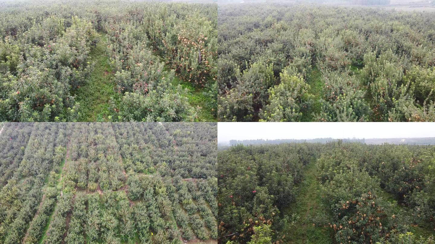 航拍视角下的山东烟台福山区大片连片的车厘子果园,树冠整齐,果实累累,背景为丘陵地貌与蓝色天空,展现现代化农业种植场景 烟台福山区车厘子果园航拍图