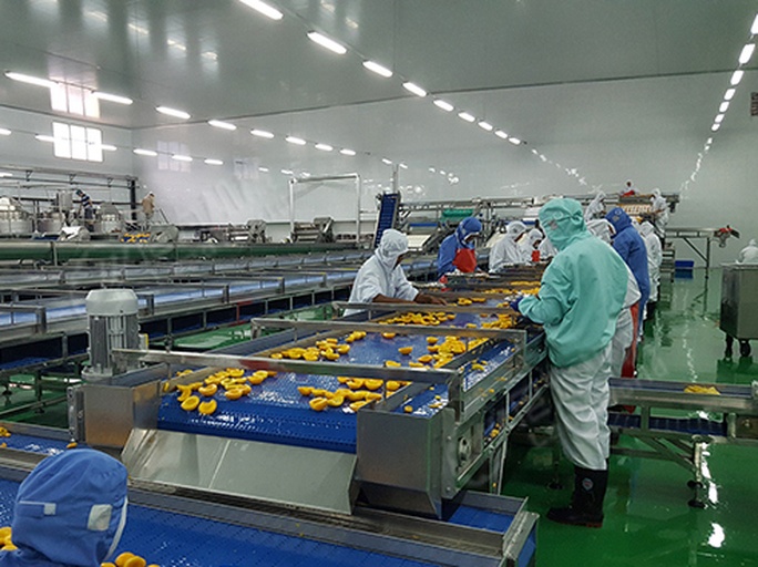 现代化食品工厂内,自动化流水线正在对香蕉进行切片、真空低温油浴、称重包装,工人在监控屏幕前操作,体现工业化加工场景 香蕉深加工生产线